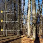 Flameup Premium Buchen-Brennholz 25 cm – Kammergetrocknet & ofenfertig (Restfeuchte < 18 %) – Naturbelassenes Kaminholz für Kamin & Ofen (180 kg bis 500 kg Großgebinde) – Bild 5